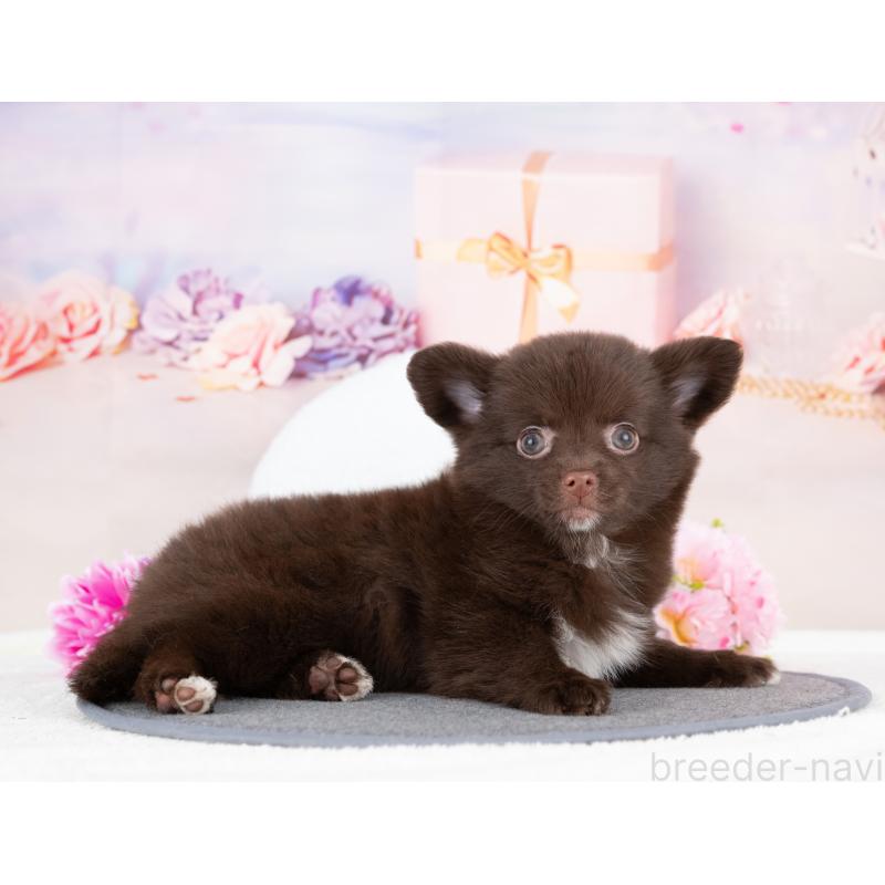 販売中の岐阜県のミックス犬-411564の4枚目